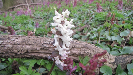 v říši jarních květú