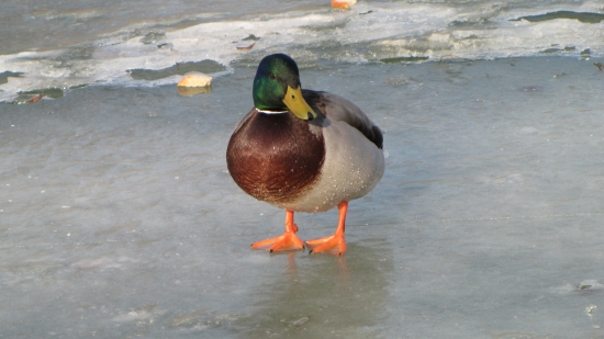 fešák kačer