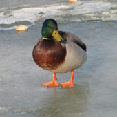 fešák kačer