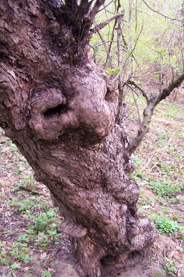 druid