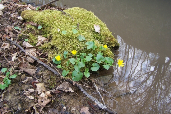 zátiší s květinou u vody
