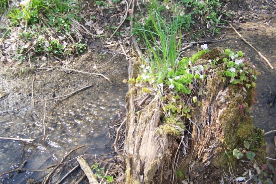 květinami oživený starý pařez