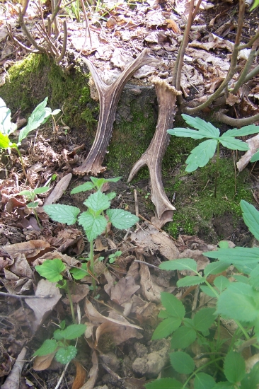 párové,ze starého pána