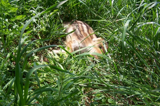 raději bych ho viděl živé