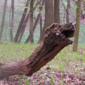 zvířecí tvary  ve dřevě-1