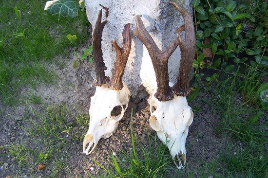 srnci -majiel-člen LZ -doktorjo