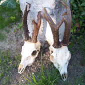 srnci -majiel-člen LZ -doktorjo