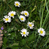 kopretiny