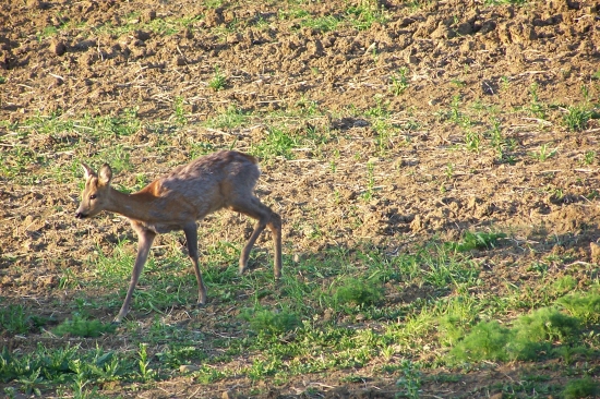 záběr -15.5.2011