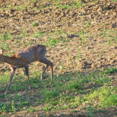 záběr -15.5.2011