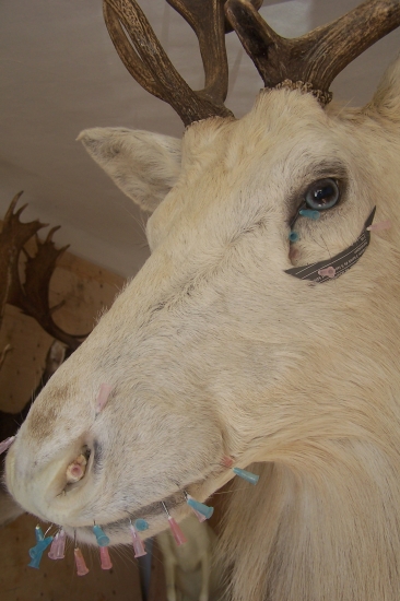 bílý jelen a jeho typické modré světla-oči