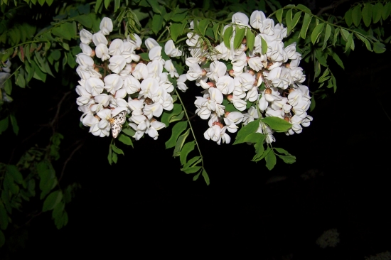 voňavé květy agátu