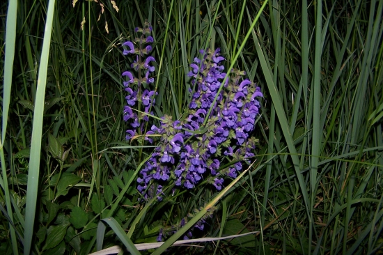 luční květiny  v noci