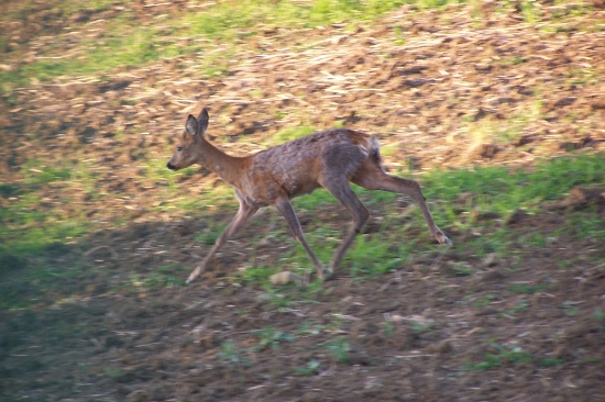roček