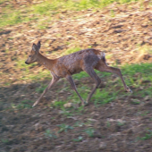 roček