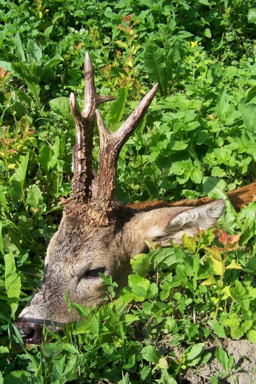 kdyby byl múj zářil bych radostí