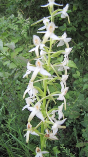 orchidej  z Vlčnovských luk