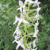 orchidej  z Vlčnovských luk