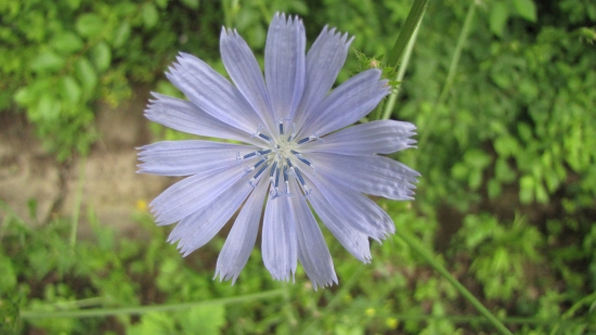 dokonalá pravidelnost květu