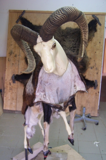 než se beran oblékne