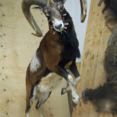 muflon s id.95137