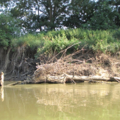 vyčnívalo to z vody  jako hlava krokodýla