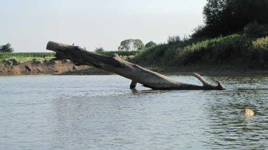 řeka Morava často naplaví celé stromy