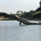 řeka Morava často naplaví celé stromy