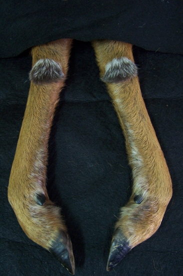 ojedinělé osrstění zadních běhú srnce