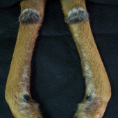 ojedinělé osrstění zadních běhú srnce