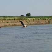 na řece Moravě jakoby ještěr  z vody vylézal