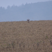 přivábený  dnes za mlhavého rána