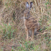 návštěva pod posedem