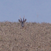 přišel mlhavým  ránem