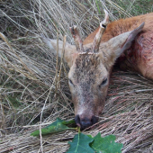 včerejší úlovek našeho hospodáře 2