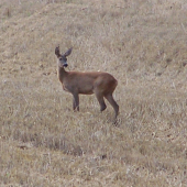 hrozila bouřka a zvěř byla neklidná
