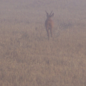 odešel s ranní mlhou