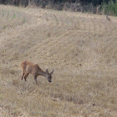 samotná  se  zajochem