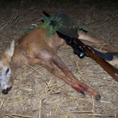 ulovený na strnisku