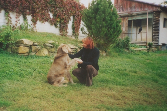 Výmarský dlouhosrstý