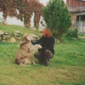 Výmarský dlouhosrstý