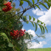 ptactvu roste obživa