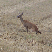 srna v dobré kondici