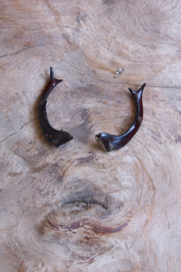 pro cazadorv od Košic