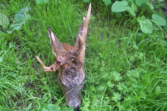 raritní srnec-Slovenský