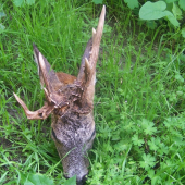 raritní srnec-Slovenský