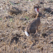 ušatec s prosvíceným slechem