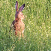 mám v oblibě  zajochy -živé