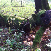 z říše samorostú