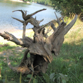 krása skrytá ve dřevě 1-vzlétající pták